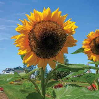 Pro-Cut Orange Sunflower Thumbnail